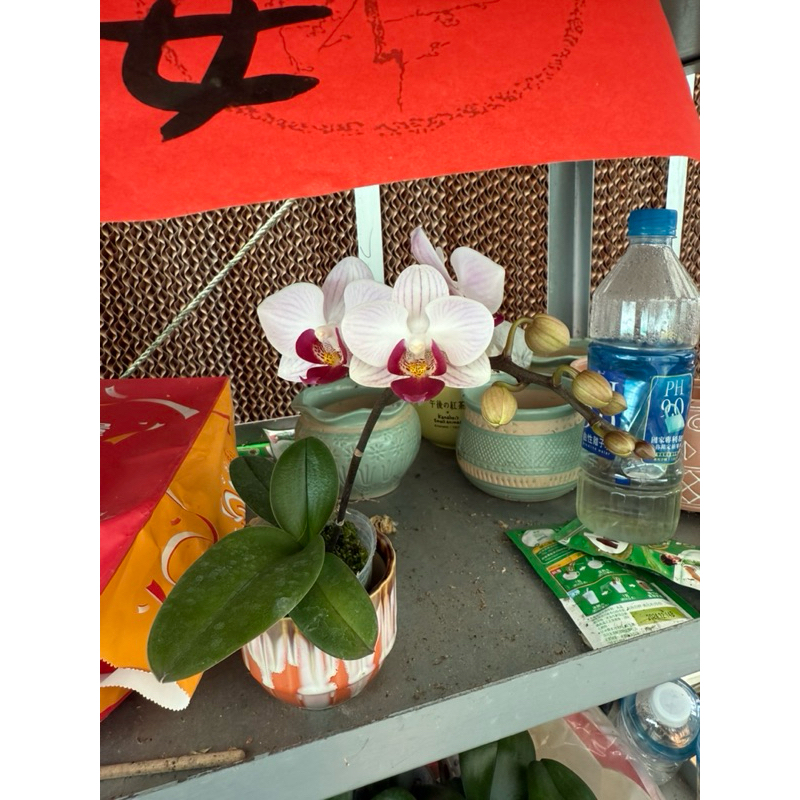 （罕）限時開花株～*第一名（2.5吋蝴蝶蘭成熟植株）