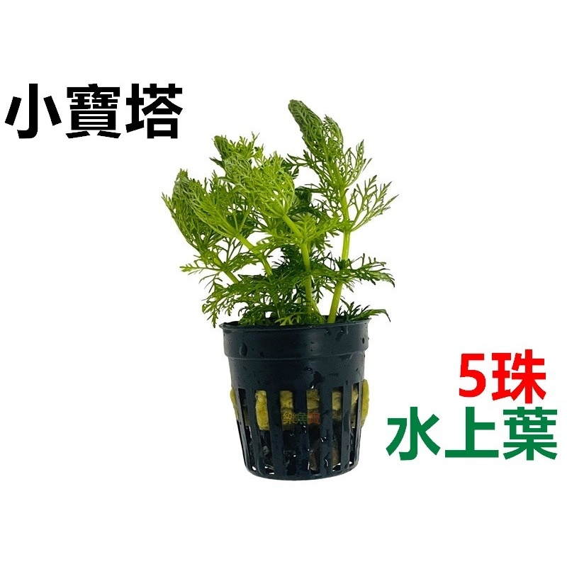【樂魚寶】小寶塔 (5株/盆) 水上葉 寶塔 中後景  陽性水草 水族 水草造景 魚缸擺設 水生植物