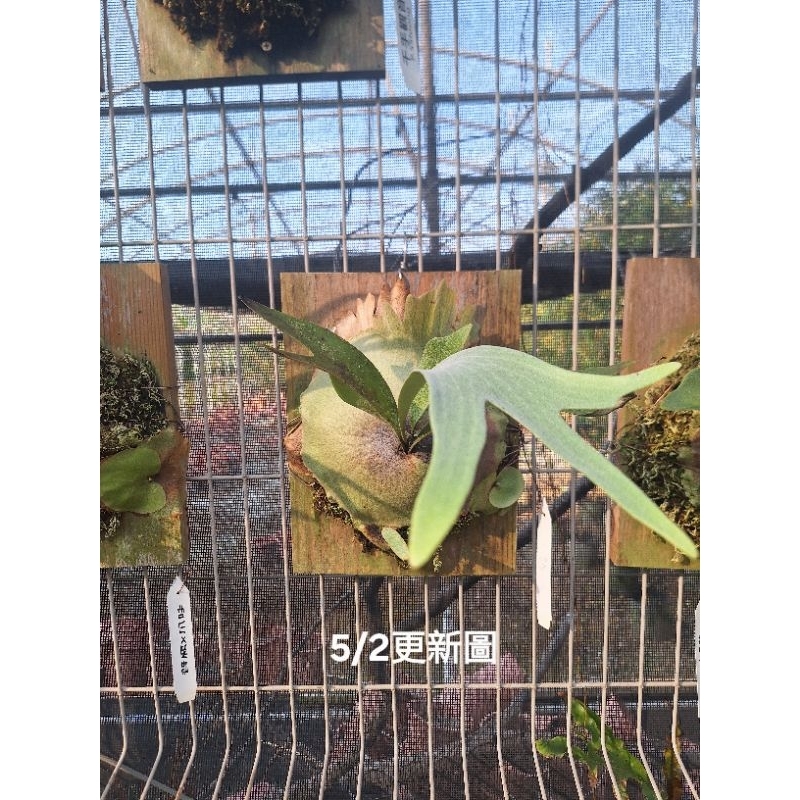 白鹿 白鹿鹿角蕨 日本白普鹿 Platycerium bifurcatum sp. white 上板 上板鹿角蕨