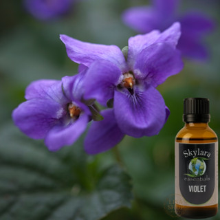 美國製 有機紫羅蘭精油 30ml 義大利製 紫羅蘭原精 紫羅蘭花和葉萃取 純淨 單方 未稀釋 原裝