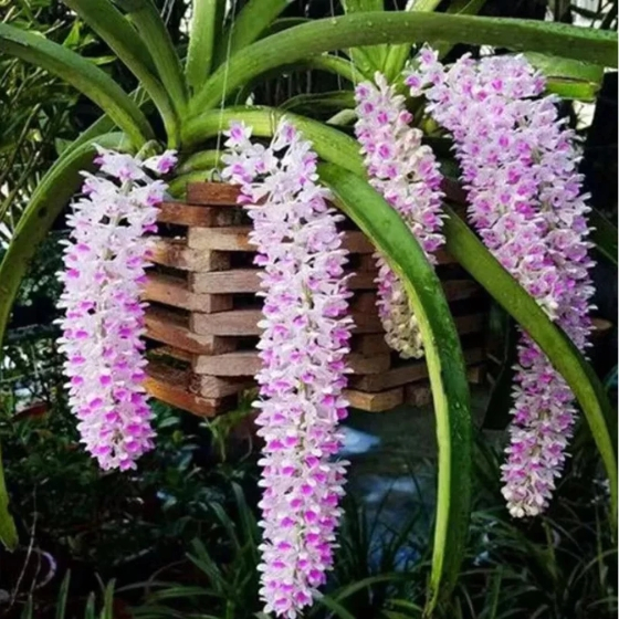 【狐尾蘭種球】 新品濃香型狐尾蘭花苗 夢香蘭四季種植 洋蘭國蘭球根 吊蘭室內庭院綠植 多年生