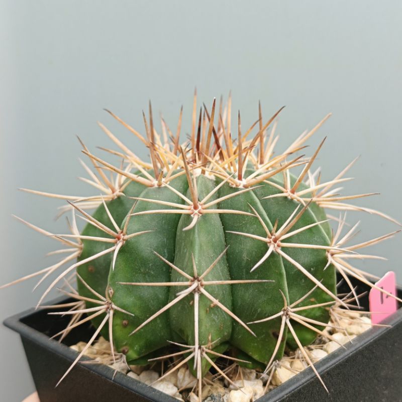 實生涼雲_花座球屬Melocactus仙人掌2025/5/12拍攝