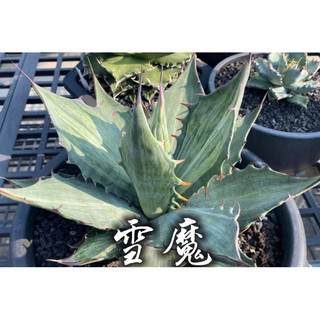 雪魔 一物一拍 龍舌蘭科 多肉 陽光美錦DAYLIGHT PLANTS