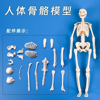 優選 兒童醫學早敎骨骼模型組裝人體模擬骨架骷髏人可動模型骨頭人人體器官模型 LK97HY