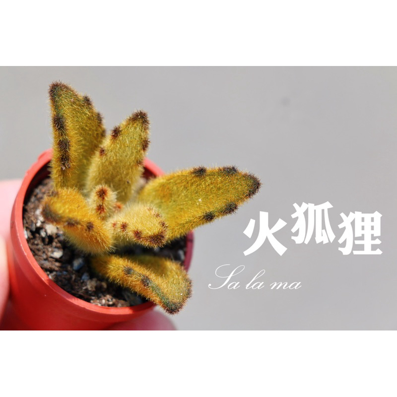 🦊【火狐狸】1吋盆 | Sa La Ma多肉 植物|景天科|療癒植物