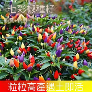 現貨 七彩椒種子（50粒）五彩泡椒種子 四季播種 蔬菜種子 辣椒種子 高產陽臺種植 蔬菜 辣椒 可觀賞可食用 包發芽