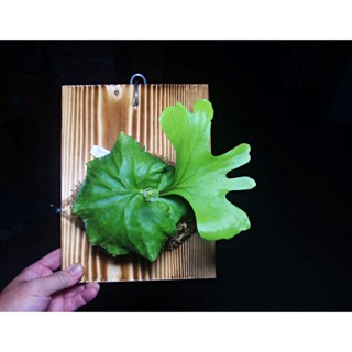 @柯比植物@ 鹿角蕨 亞猴上板 亞洲猴腦 上實木板 上板植物 細葉亞猴