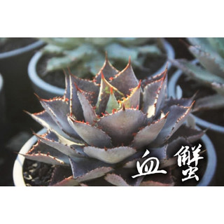 血蟹 一物一拍 龍舌蘭科 多肉 陽光美錦DAYLIGHT PLANTS