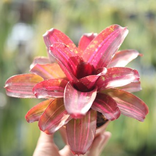 破碎的心積水鳳梨 Broken Heart 觀葉 日照植物 懶人植物 3吋盆 【阿金的便秘花園】N018