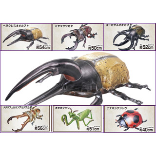 BANDAI 萬代 盒玩 生物探險隊 蟲篇 2024 蟲篇 50公分以上大尺寸充氣汽球 甲蟲 獨角仙 赫克力士 鍬形蟲