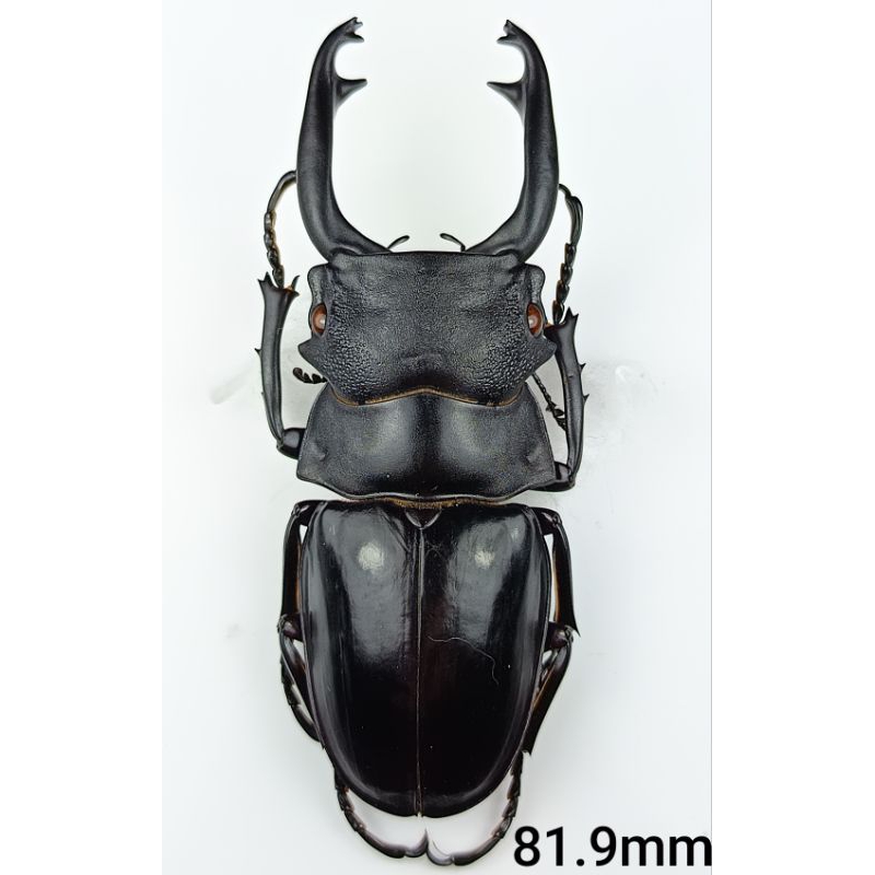 odontolabis的價格推薦- 2025年10月| 比價比個夠BigGo