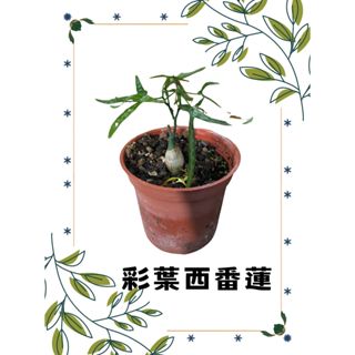 Mars Garden 彩葉西番蓮 多肉植物/塊根愛好者/藤蔓攀爬/爪子美麗葉片/可攀爬裝飾