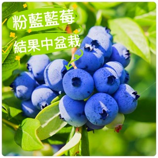 粉藍藍莓苗🟡結果中+矮化+施肥+6吋硬盆+免換盆🟡比山丘藍果粒還大 薄霧 兔眼藍莓 比洛克西 陽光藍莓 比洛克西藍莓苗