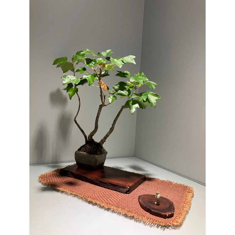 台灣三角楓合植豆盆栽+手作苔釉方缽