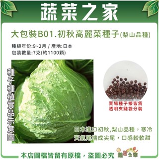 【蔬菜之家滿額免運】大包裝B01.初秋高麗菜種子7克(約1100顆)(梨山品種)