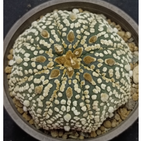 💥八週年慶活動開跑💥仙人掌科星球屬~立毛大白點兜~6.8CM~A75