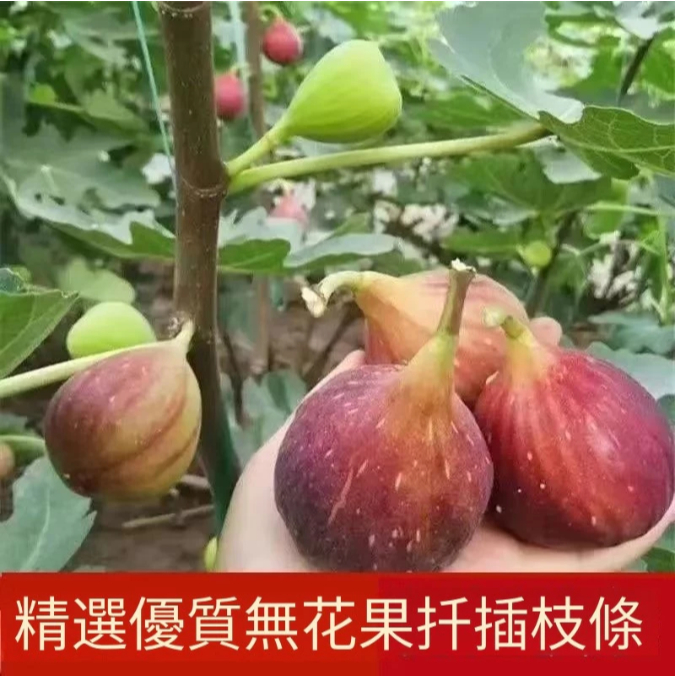 無花果扡插枝條 新品波姬紅大果四季種植盆栽地栽四季高產水果多年生