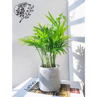 水泥桌上3吋盆栽 室內盆栽 觀葉植物 龜背芋 虎尾蘭 黃金葛火鶴玫瑰多肉香草塊根植物 質感盆栽水泥盆INS清水模花盆