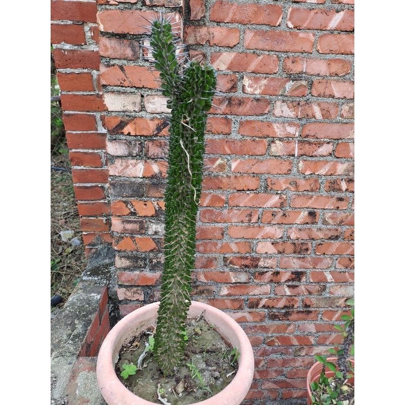 刺蝟花園🦔🦔／魔針地獄