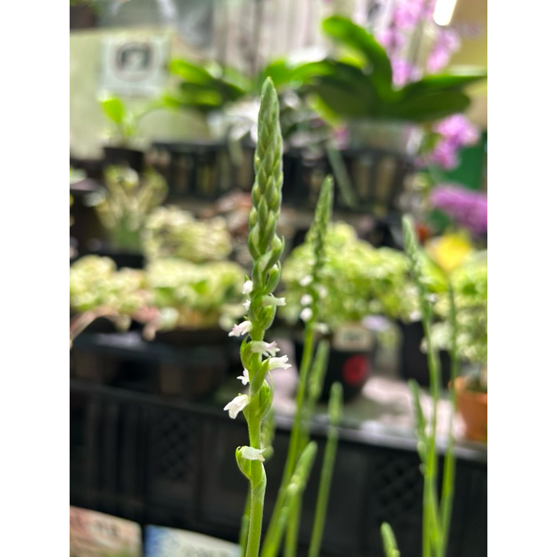 【418小老闆】季節限定！蟠龍草蟠龍草清明草，「白」綬草，北美綬草