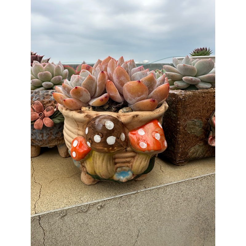 🌵 🍄Ting多肉植物園🌵夢露多頭