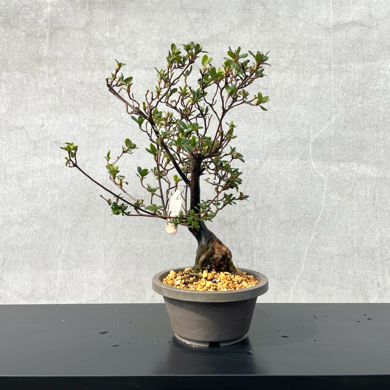 三河盆栽　紅梅　盆栽 紅梅盆栽仕立て | つまみ細工 一凛堂