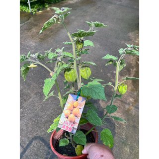 日本 黃金莓 / 大果 燈籠果｜5吋 / 6吋盆～（目前著果中）食用果樹