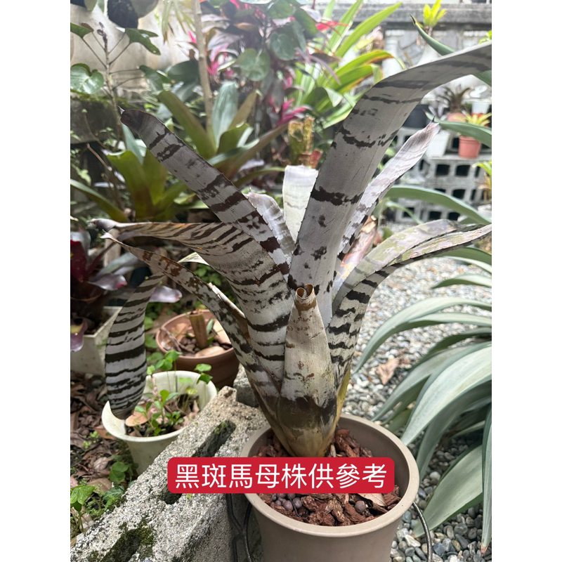 A屬積水鳳梨Aechmea Chantinii黑斑馬