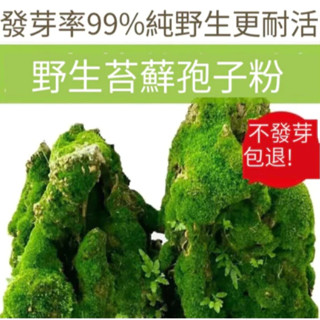 【苔蘚孢子粉】青苔種子 假山吸水石盆栽盆栽魚缸微景觀草植物鋪面裝飾造景種子水生植物發芽率高