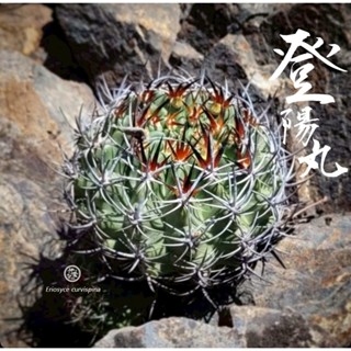 ▪︎登陽丸 -實生▪︎伊葉植物社／多肉-塊根-仙人掌-旱生-室外室內植物-窗臺-陽臺-居家辦公室綠化美化-小盆栽-珍特殊