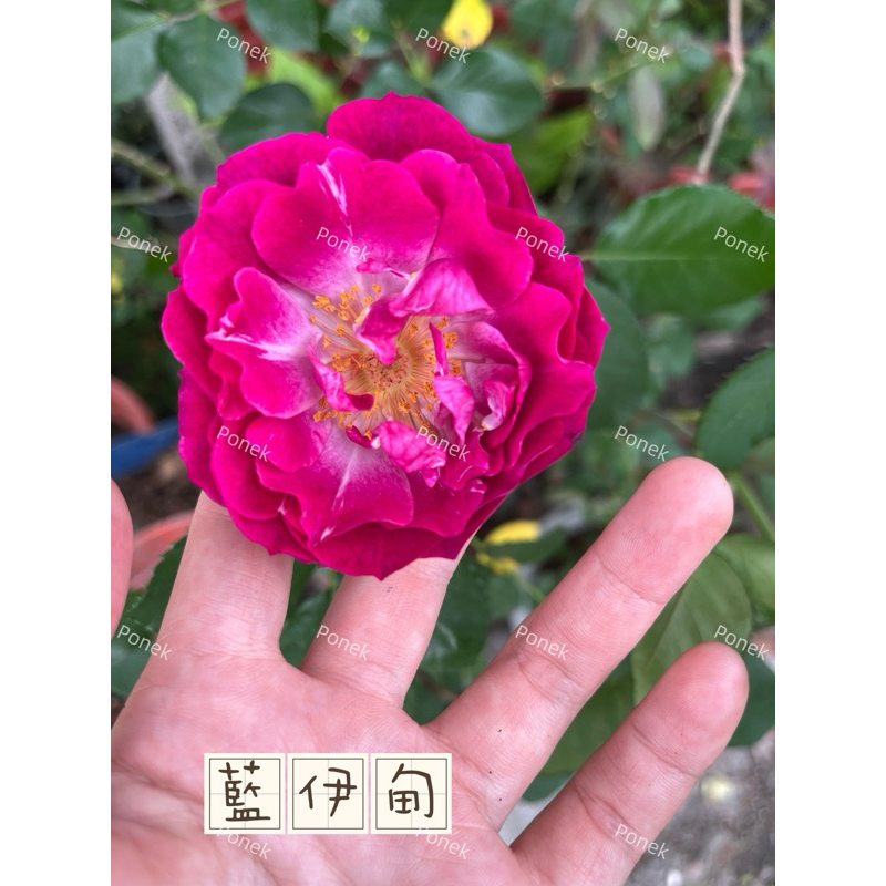 藍伊甸玫瑰花苗，目前缺貨喔！