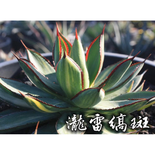 瀧雷縞斑 一物一拍 龍舌蘭科 多肉 陽光美錦DAYLIGHT PLANTS