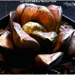 金玫瑰Golden Rose #3646