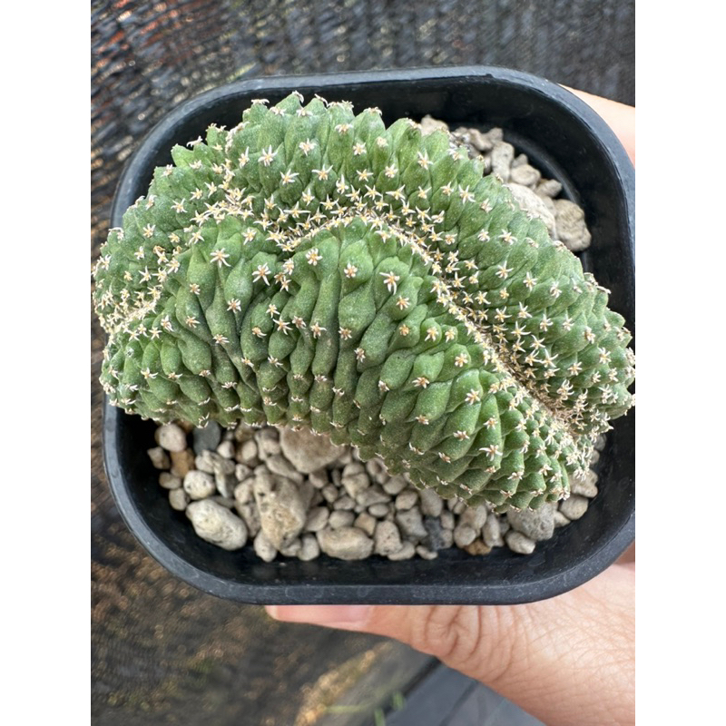 3吋菊水綴化/仙人掌/20250430拍照