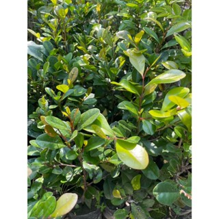 🌳 觀賞植物、綠化空間 【 象牙木 】3吋盆