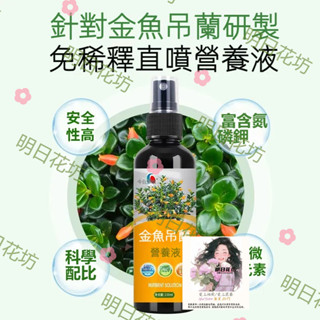 明日花坊 吊蘭通用 金魚吊蘭 綠植 植物 園藝花卉 100ml