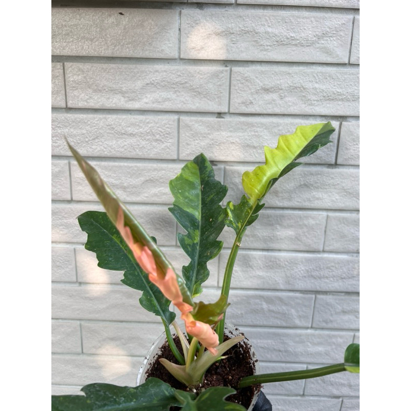 斑葉火之戒蔓綠絨 美斑 塊斑 火之戒蔓綠絨 斑葉
