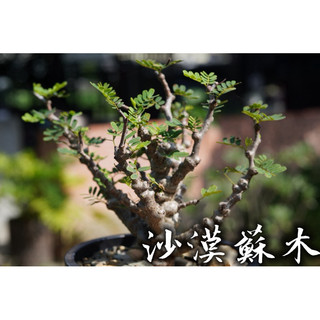 沙漠蘇木實生株(小) 一物一拍 豆科 多肉 陽光美錦DAYLIGHT PLANTS