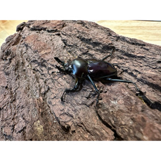 PM彩鍬幼 精緻可動模型
