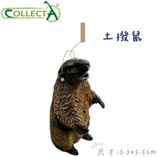 CollectA 英國高擬真模型 土撥鼠 龍貓 模型 動物