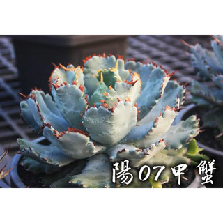 陽07甲蟹 一物一拍 龍舌蘭科 多肉 陽光美錦DAYLIGHT PLANTS