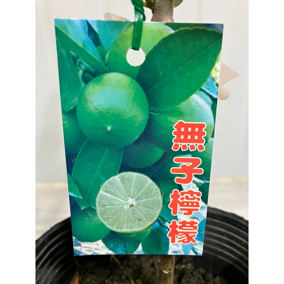 綠園-無子檸檬-無籽檸檬-水果苗-嫁接苗-5寸黑軟盆
