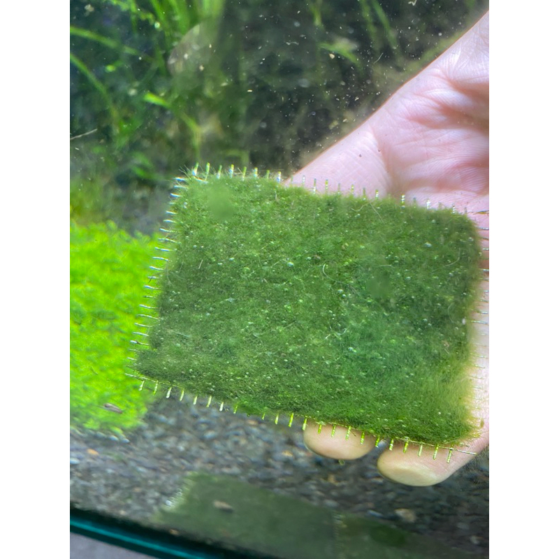 墨耘水草造景 綠地毯 莫絲鐵片 一片8*8cm 綁鐵片的草皮 不需co2 前景 草皮
