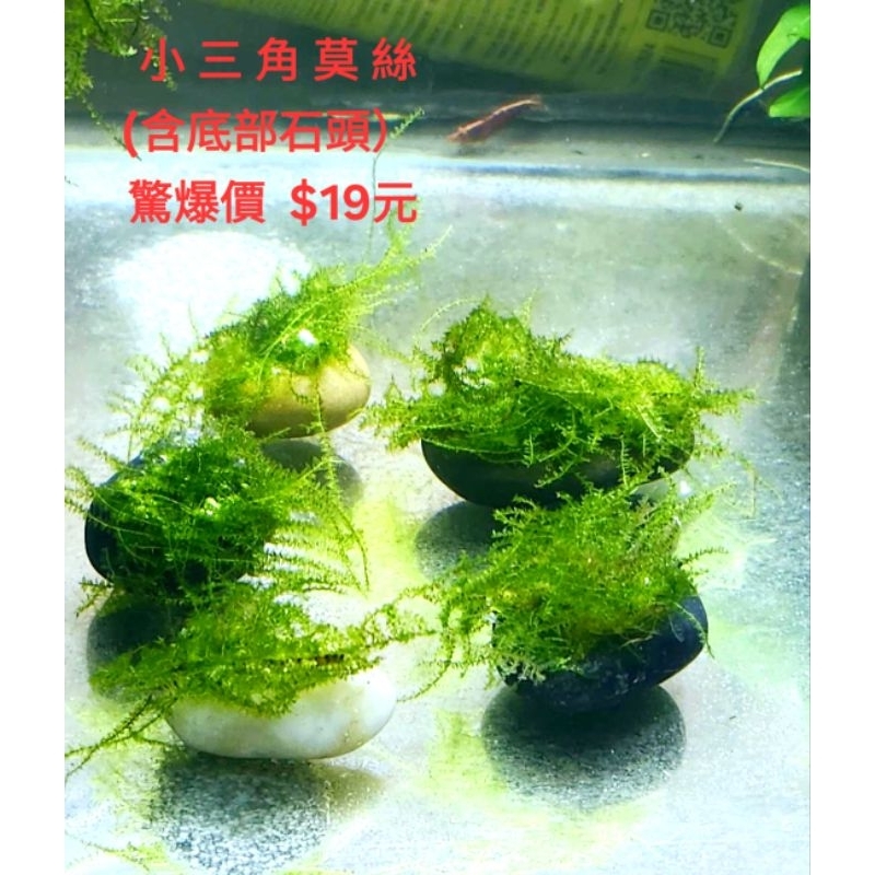 小三角莫絲 莫斯 默思 草皮 水草造景 魚缸造景 魚缸飾品 莫絲石 石片 岩石 新手水草 默絲 火焰 石頭 真水草
