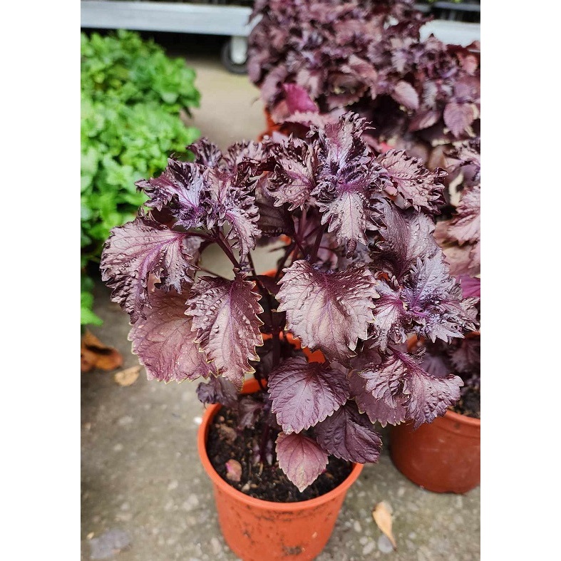 5吋盆 紫蘇 盆栽 紫蘇 香草植物