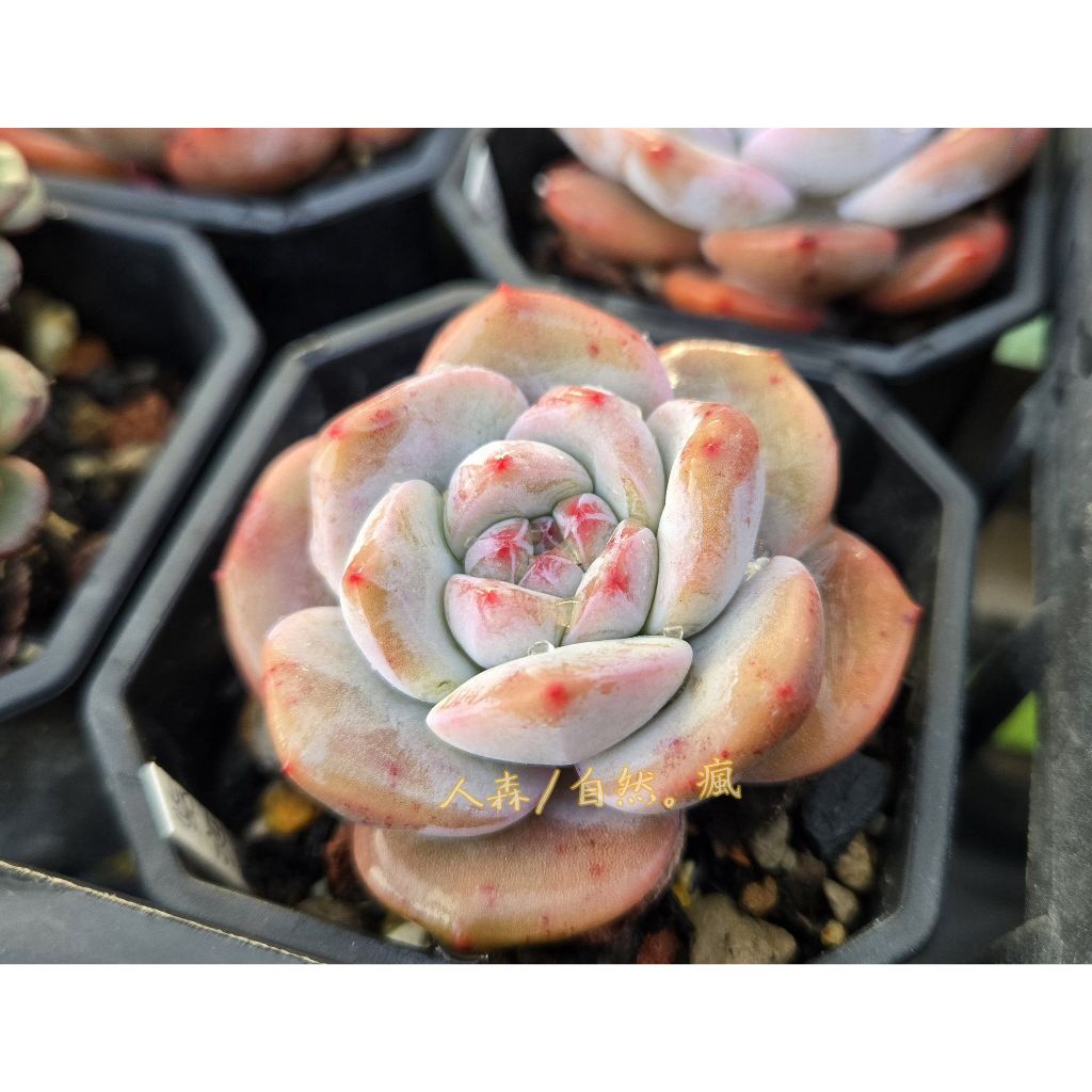 橙夢露 / 紫斑夢露《人森》 多肉植物 進口韓肉