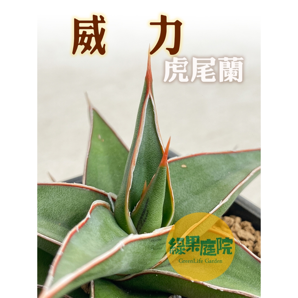 s綠果庭院 多肉植物 威利 威力 天門冬科 虎尾蘭 多肉塊根 網紅植物 觀葉 3吋室內室外