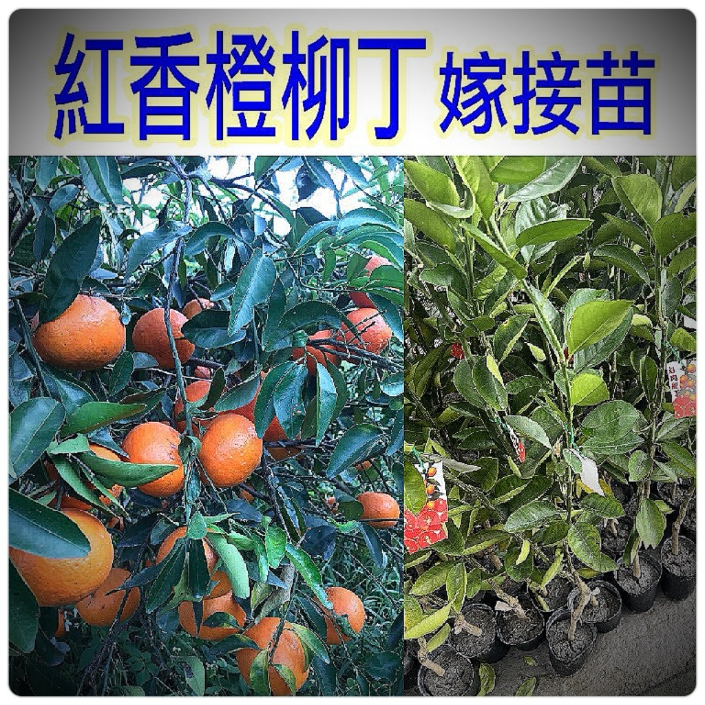 正宗 紅香橙柳丁苗🟡嫁接苗🟡黃肉柳丁苗 紅肉柳丁苗 木瓜蜜丁苗 雞蛋柳丁苗 無籽柳丁苗 肚臍丁苗 紅香橙柳丁