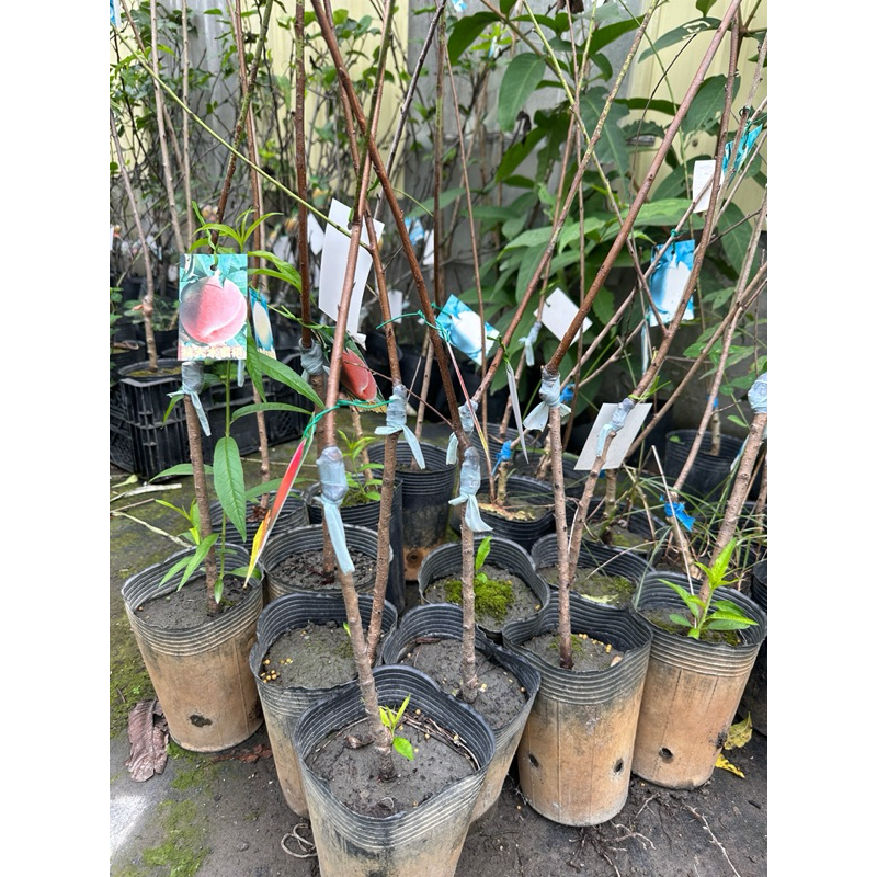 植物空間 特大甜桃 豐香水蜜桃 特大水蜜桃 紅寶石水蜜桃 鶯歌桃 熱帶水蜜桃4寸 嫁接苗 果苗 水果植物