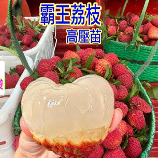 霸王荔枝苗🟡矮化-盆栽🟡快速產果高壓技術 全世界最大果粒品種 大丁香苗 鵝蛋荔枝苗 玉荷包苗 黑葉荔枝苗 樹苗 水果苗